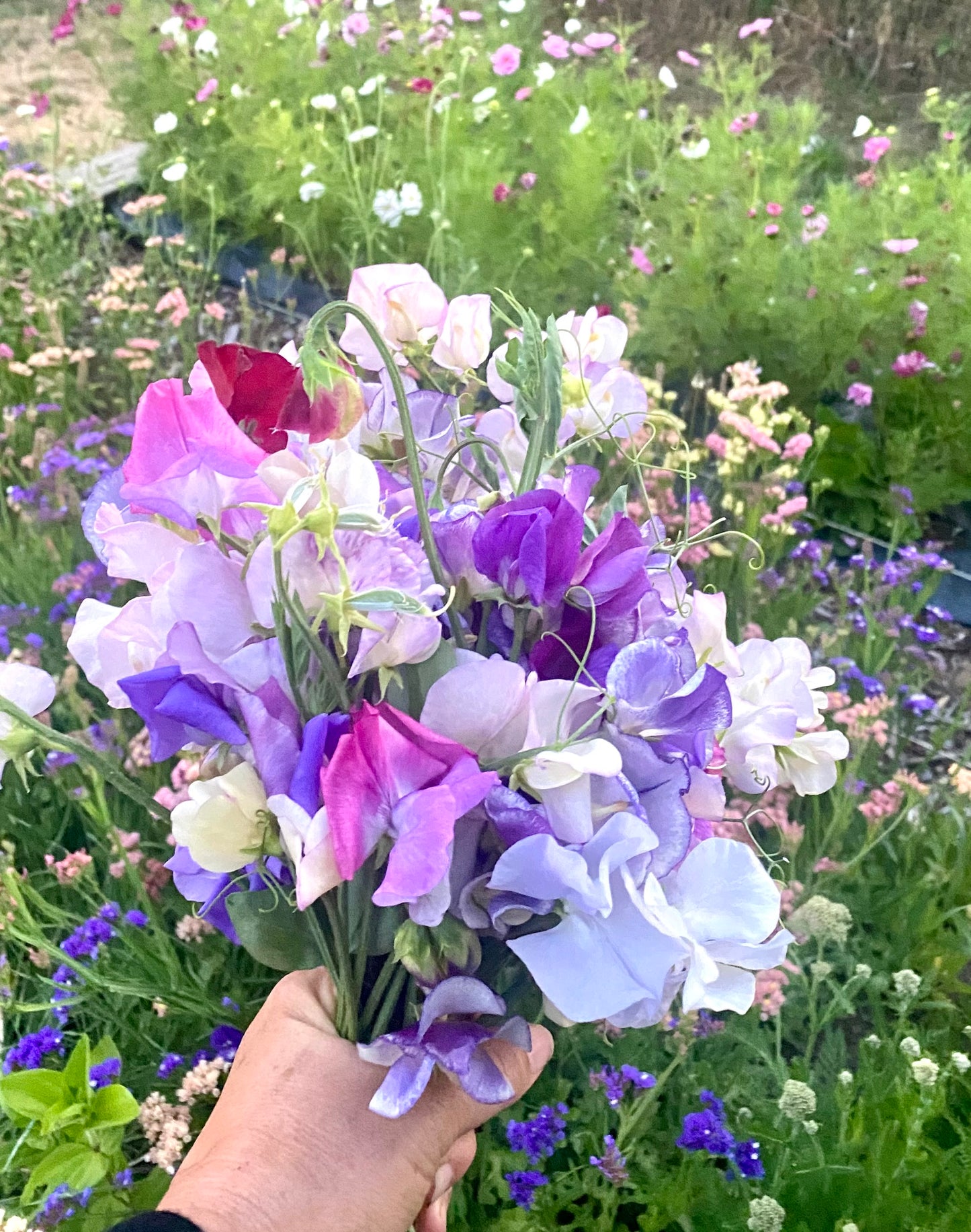 Sweet Pea Confetti Mix